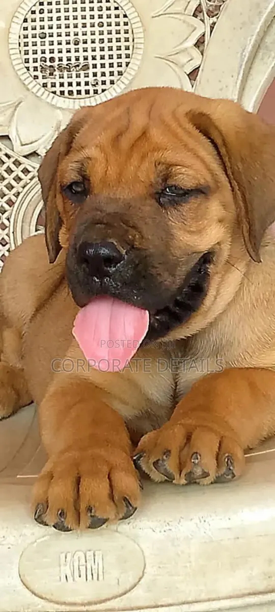 1-3 months Female Purebred Boerboel · Photo 1