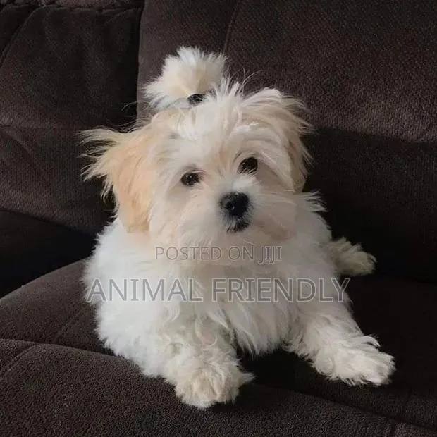 1-3 months Male Purebred Lhasa Apso · Photo 1