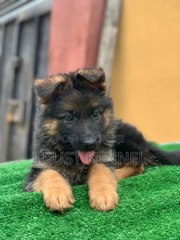 1-3 months Male Purebred German Shepherd · Photo 1