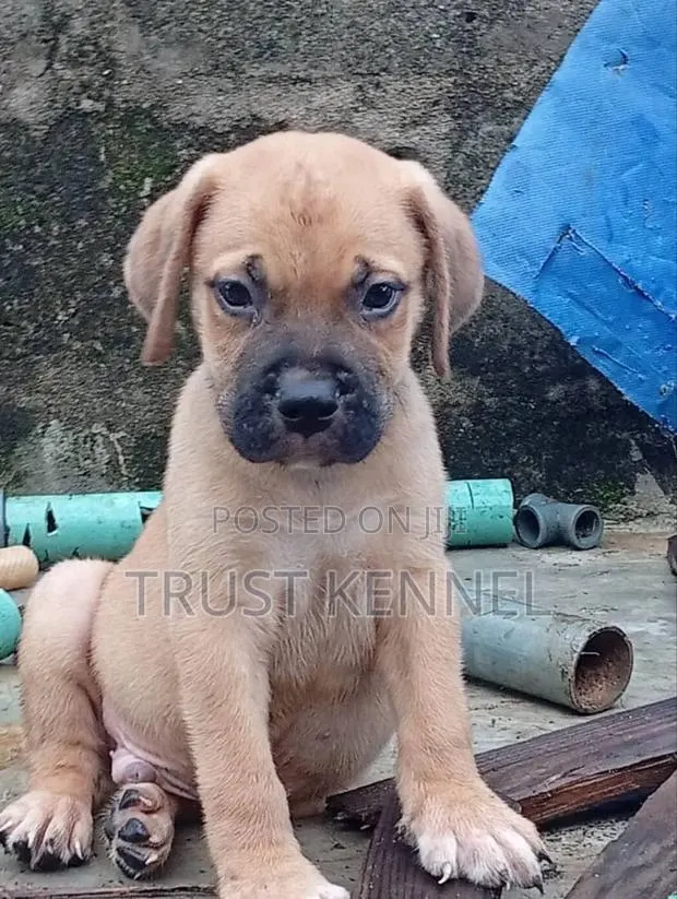 1-3 months Female Purebred Boerboel · Photo 1