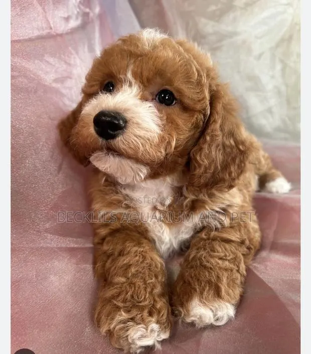 1-3 months Female Purebred Poodle · Photo 1