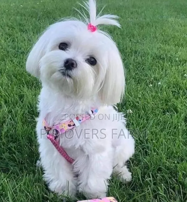 1-3 months Male Purebred Maltese · Photo 1