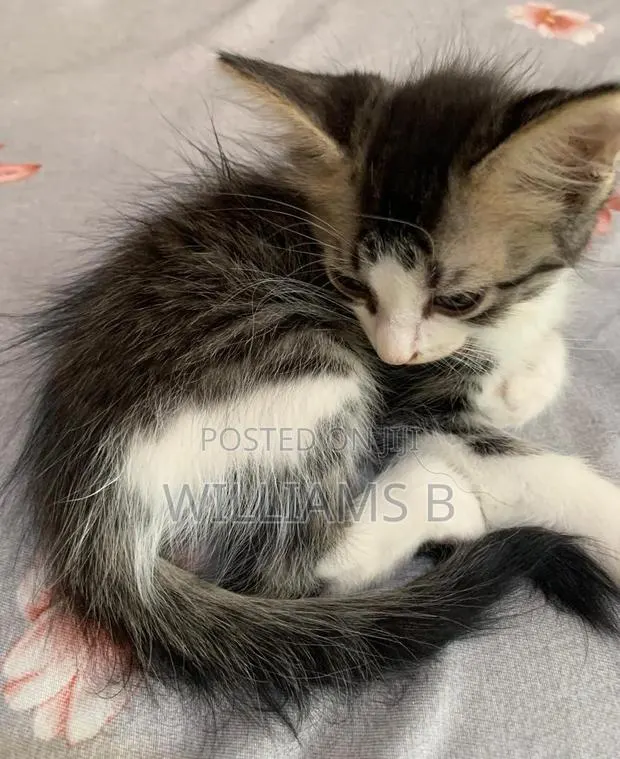 1-3 months Male Mixed Breed Mongrel (No Breed) · Photo 1