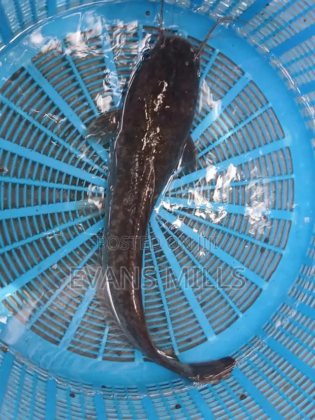 Fresh Catfish for Sale – Healthy, Well-Raised & Affordable · Photo 1