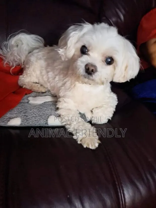 1-3 months Male Purebred Poodle · Photo 1
