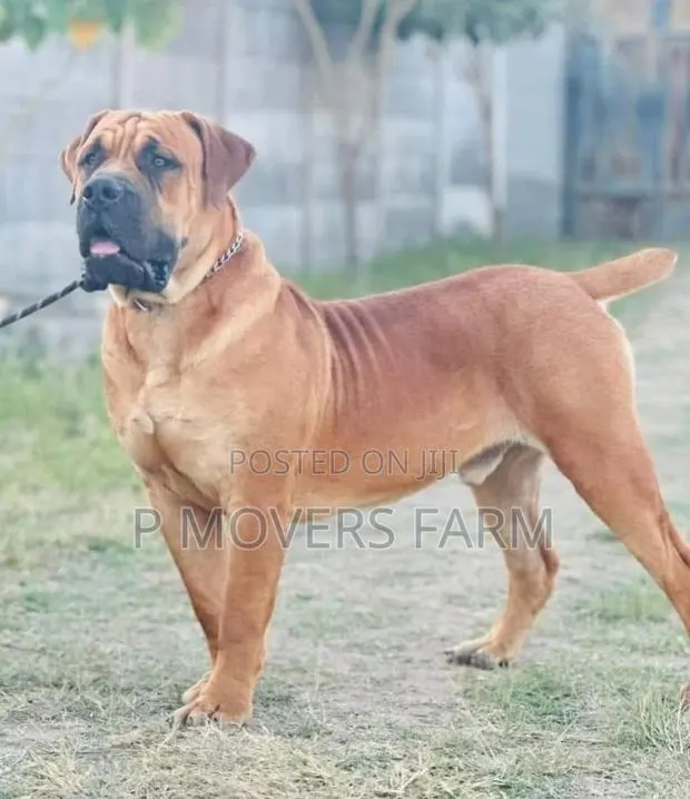1-3 months Male Purebred Boerboel · Photo 1