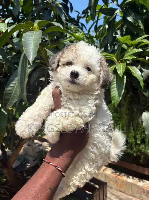 1-3 months Female Purebred Poodle · Photo 1