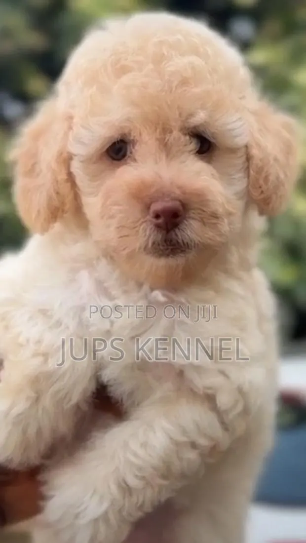 1-3 months Female Purebred Poodle · Photo 1