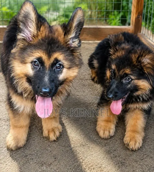 1-3 months Female Purebred German Shepherd · Photo 1