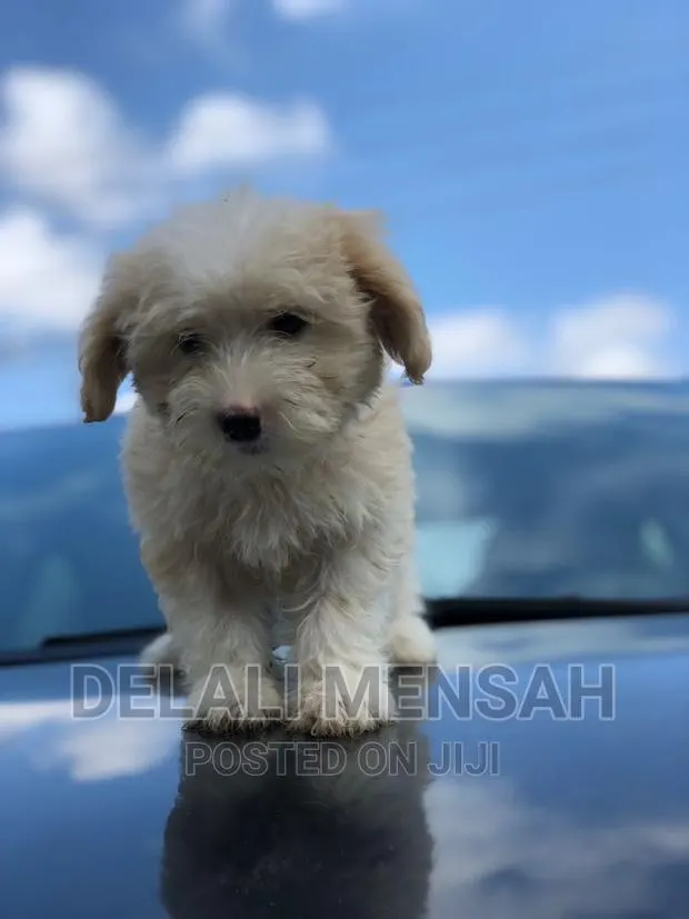 1-3 months Female Purebred Poodle · Photo 1