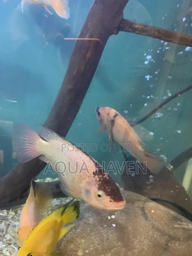 Cichlids Fish · Photo 2