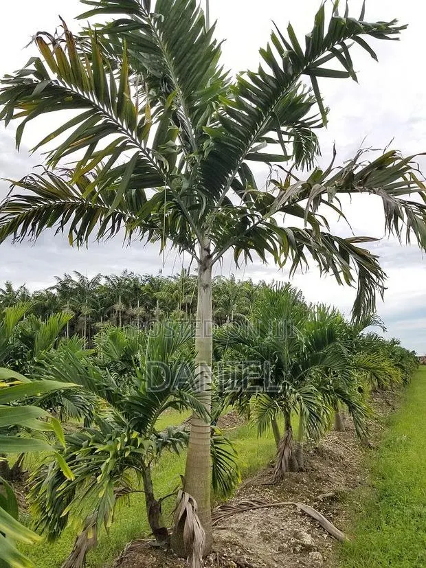 Veitchia Palm · Photo 1