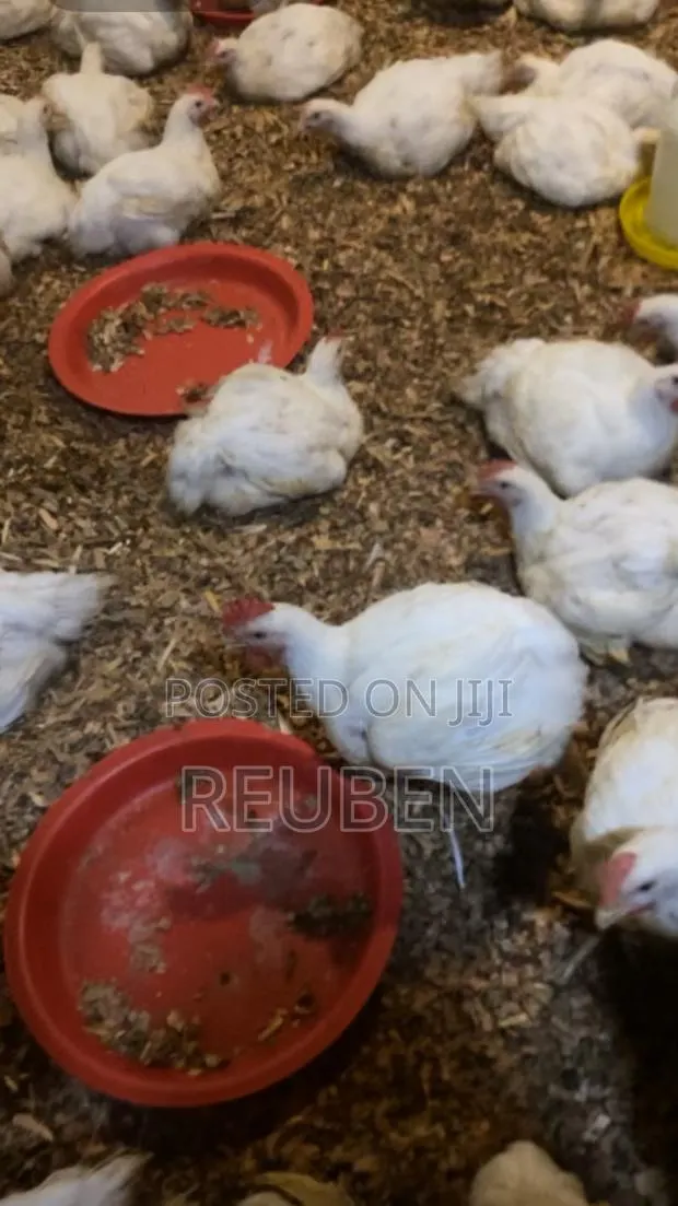 Broiler Chicken · Photo 1