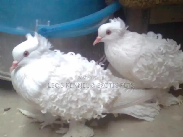 White Frillback Pigeons · Photo 1