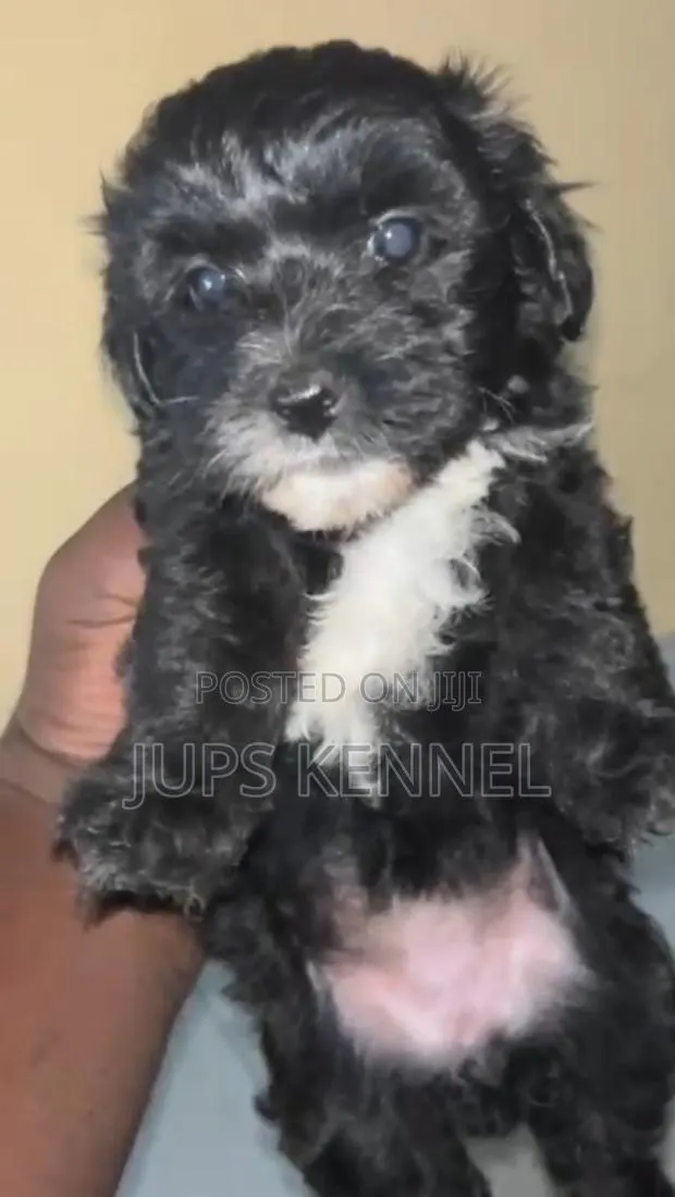 1-3 months Female Purebred Poodle · Photo 1