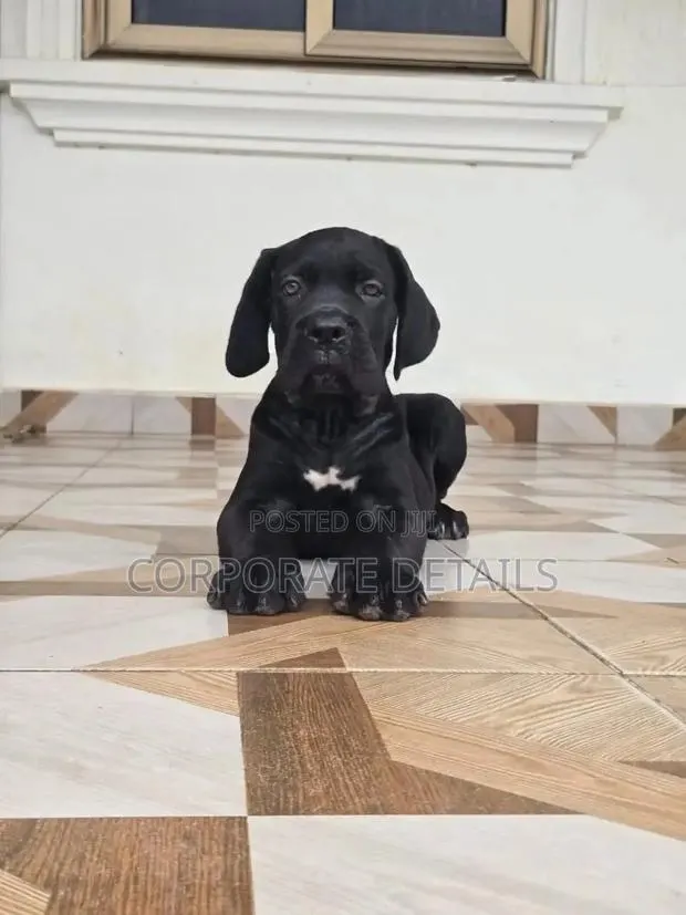 1-3 months Male Purebred Cane Corso