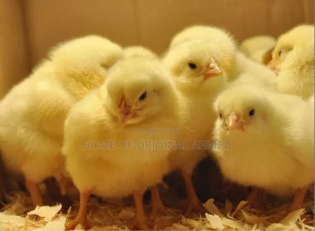 Broiler Rose 308 · Photo 1