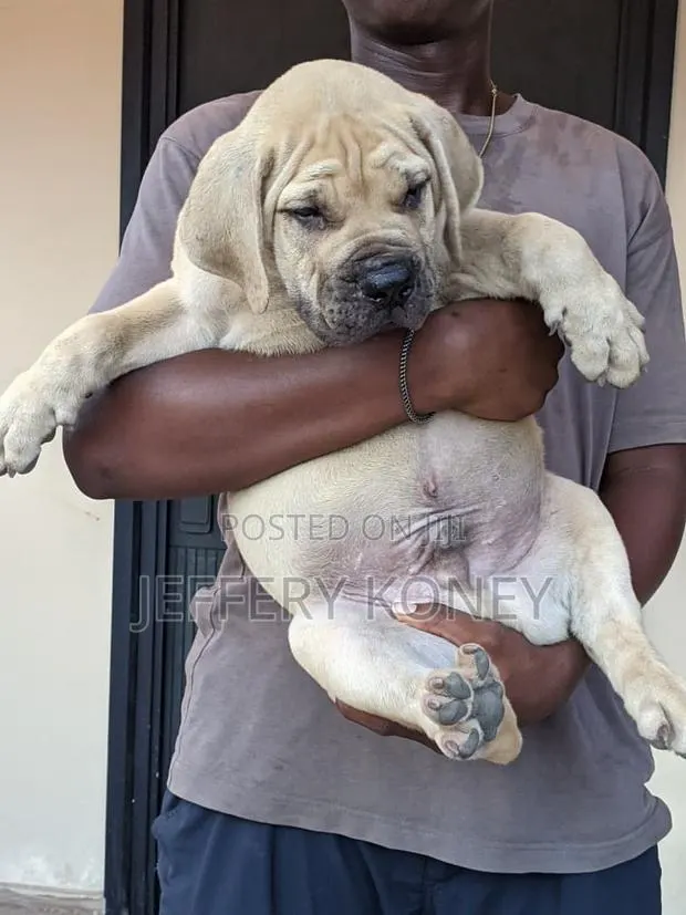 1-3 months Male Purebred Boerboel · Photo 1