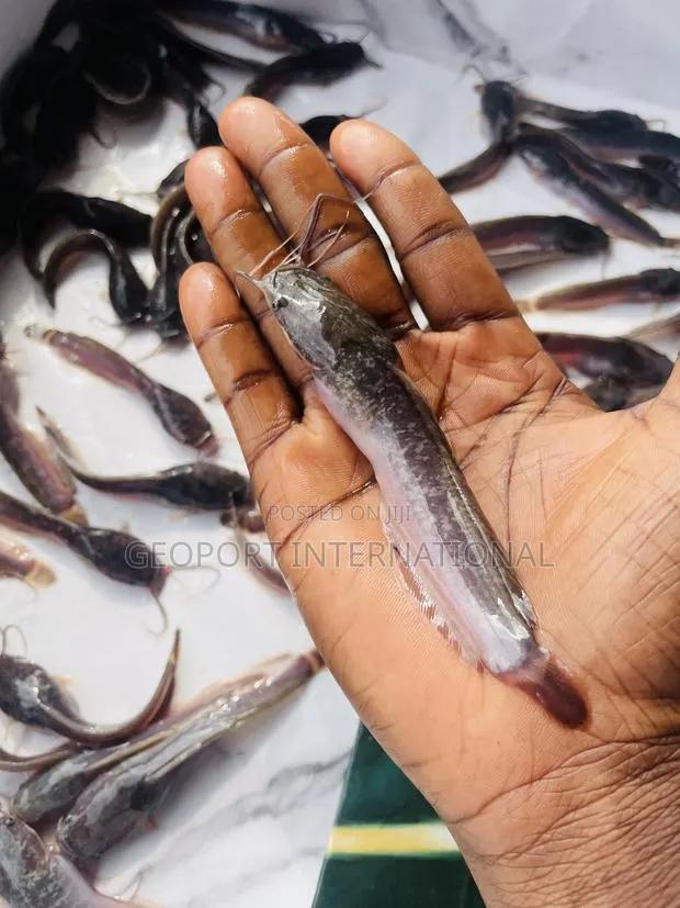 Catfish Fingerlings/ Juveniles/Jumbo · Photo 1