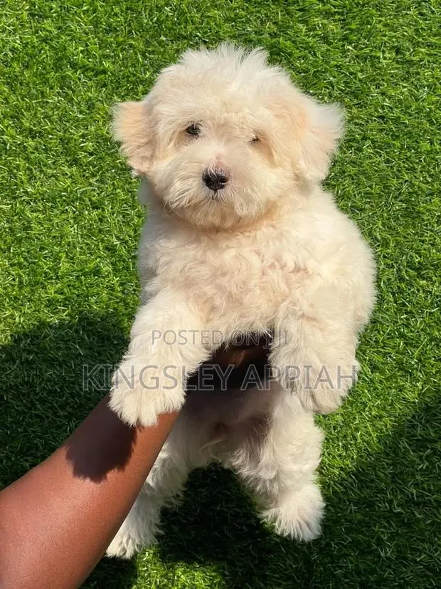 1-3 months Female Purebred Poodle · Photo 1