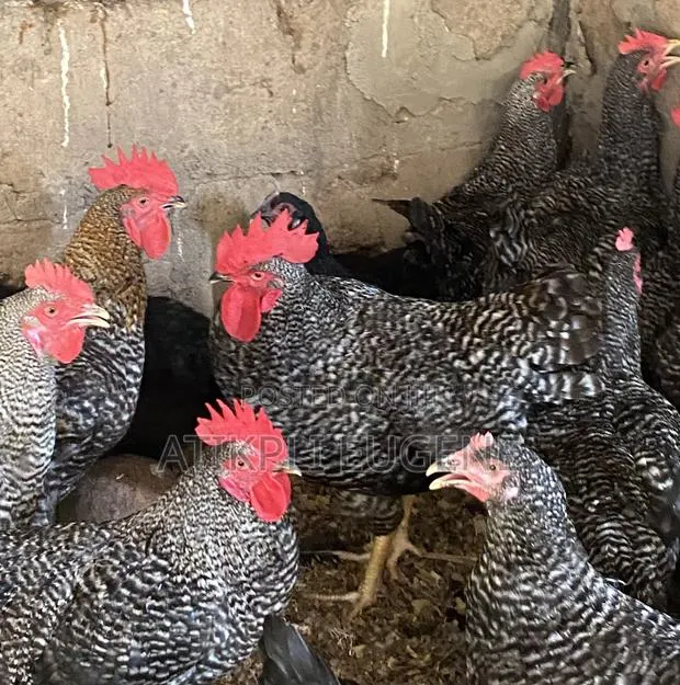 Plymouth Rock Birds · Photo 1