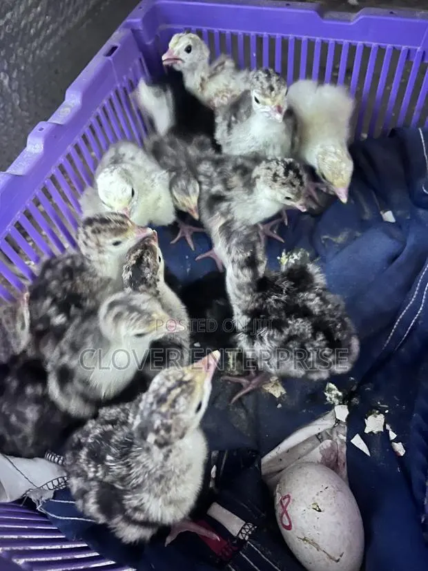 Dayold Turkeys (Poult) · Photo 1
