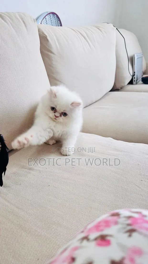 1-3 months Male Purebred Persian · Photo 1
