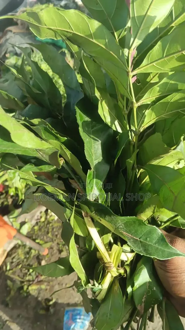 Susumasa Leaves · Photo 1