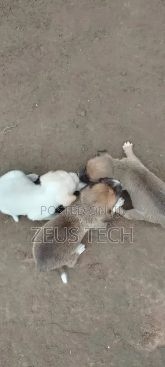 1-3 months Male Mixed Breed Dog · Photo 1