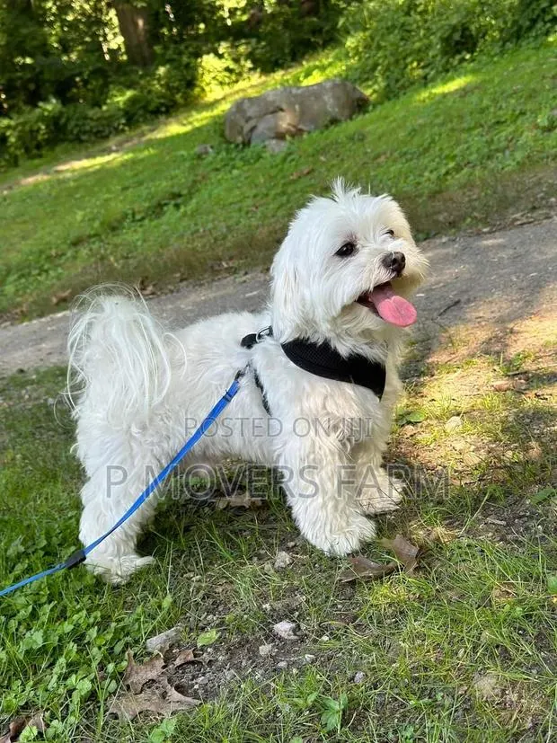 1-3 months Female Purebred Poodle · Photo 1
