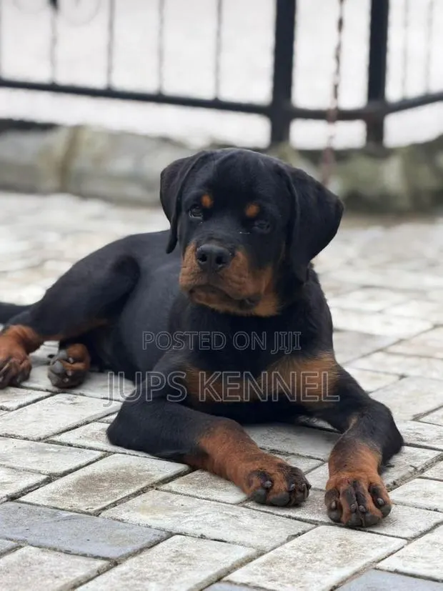 3-6 months Male Purebred Rottweiler · Photo 1