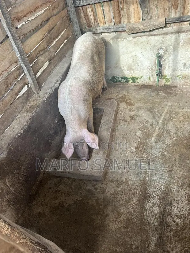 Pigs for Sale Please Contact Us · Photo 1