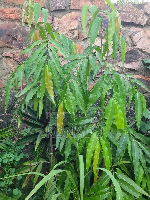 Indian Mast Tree Seedling (Juvenile Tree) · Photo 1