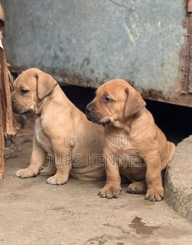 1-3 months Female Purebred Boerboel · Photo 1