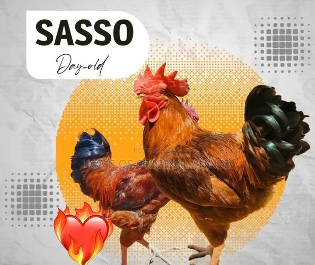 Sasso Dayold · Photo 1