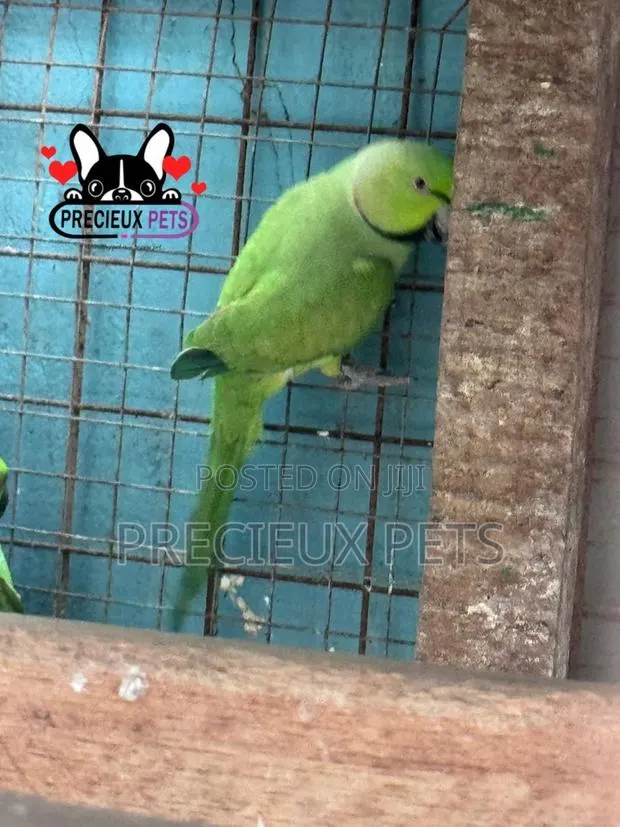 Indian Ringneck · Photo 1