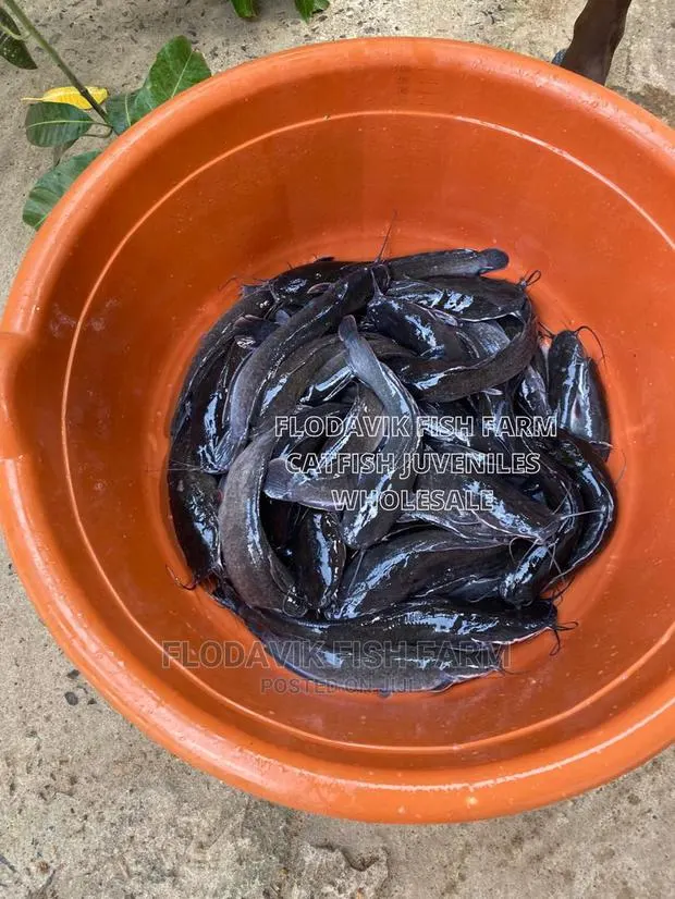 Catfish Juveniles and Fingerlings (From 70 Peswas)