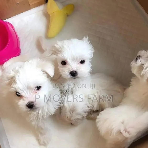 1-3 months Male Purebred Poodle · Photo 1