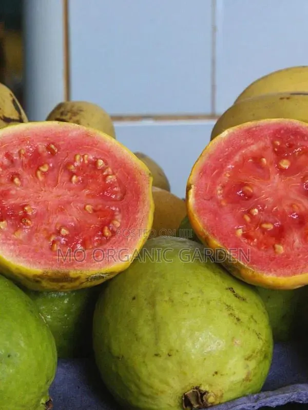 Exotic Red Jumbo Guava Plant Seedling · Photo 2