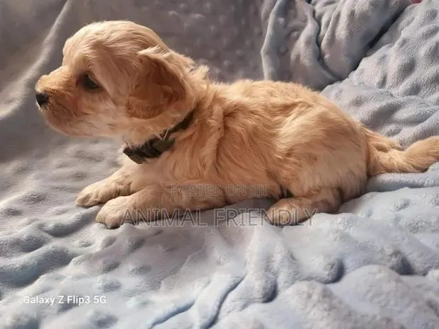 1-3 months Male Purebred Poodle · Photo 1