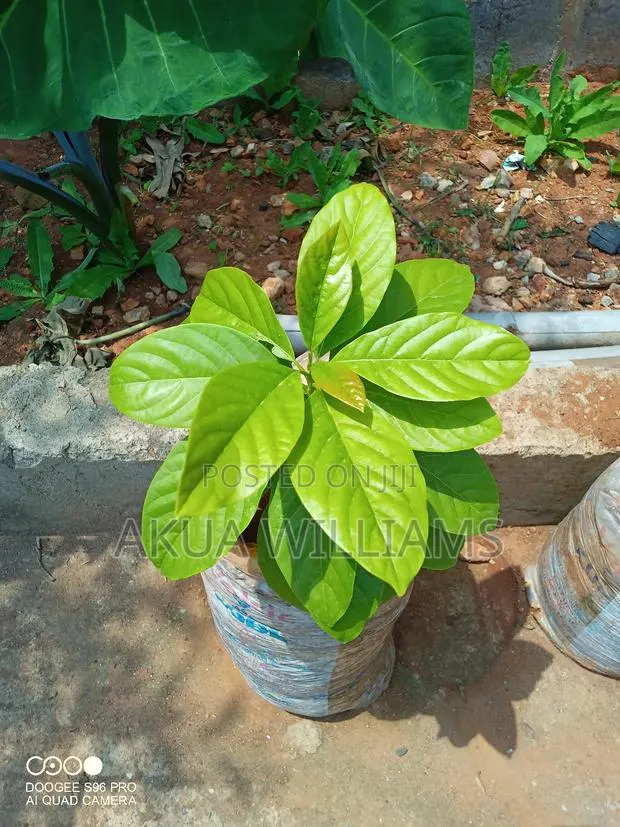 Organic Seedlings For Trees, Plants And Veggies. Local And Foreign · Photo 1