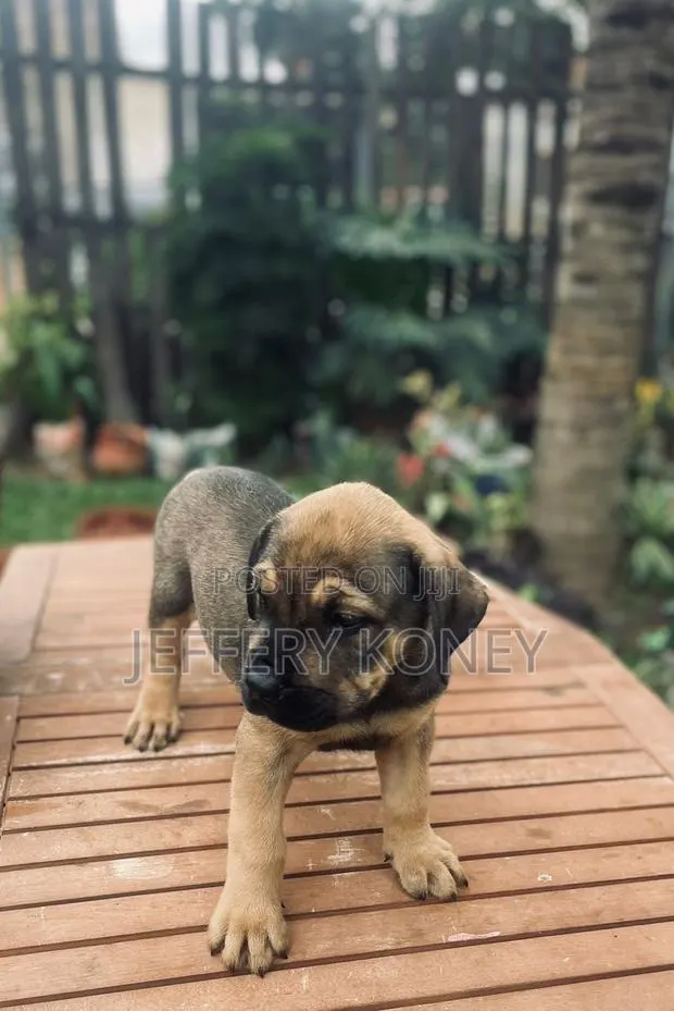 1-3 months Male Purebred Boerboel · Photo 1