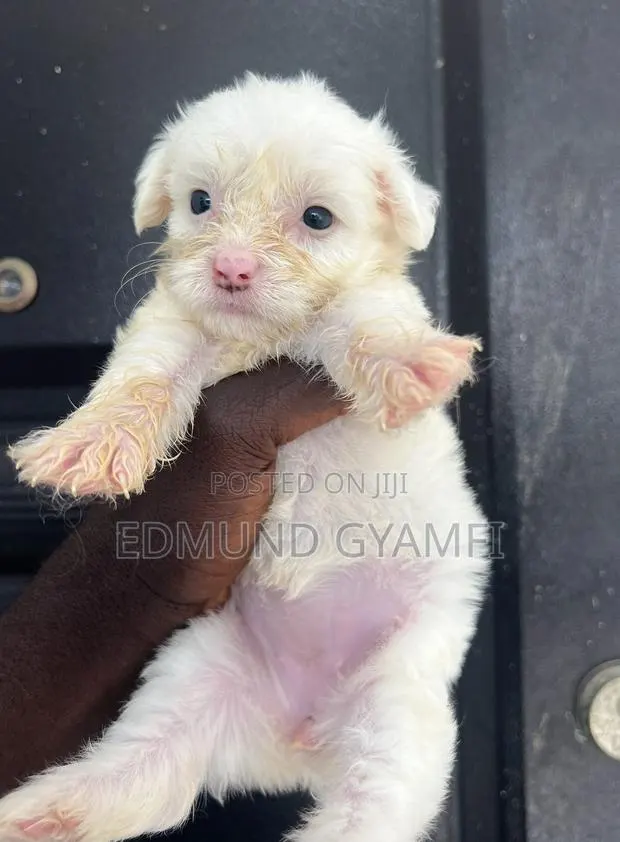 1-3 months Female Purebred Maltipoo · Photo 1
