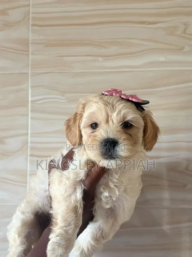 1-3 months Female Purebred Poodle · Photo 1