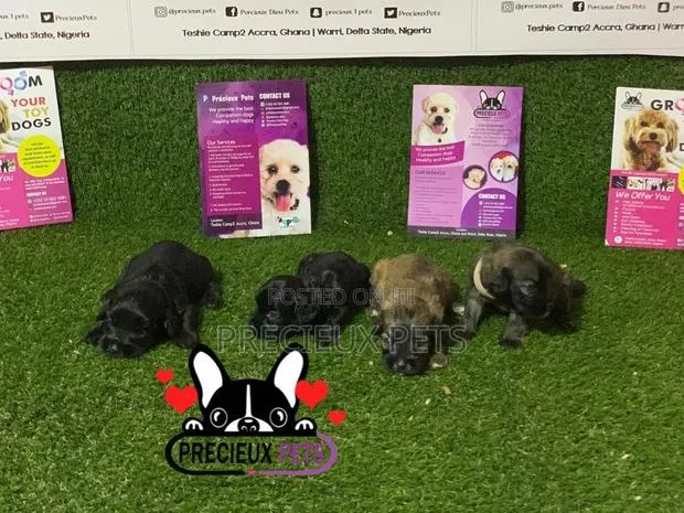 0-1 Month Male Purebred Poodle · Photo 1