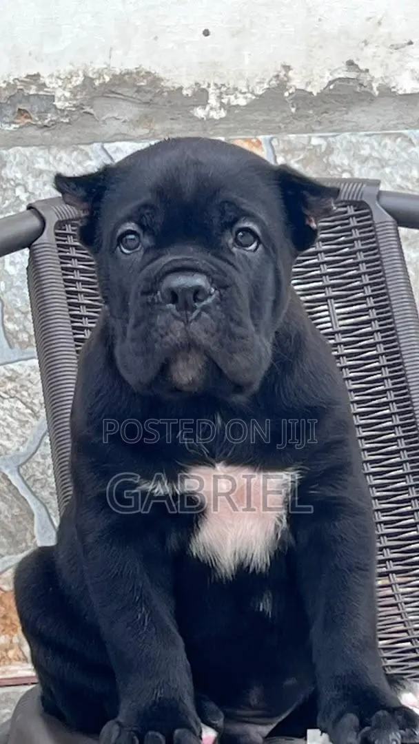 1-3 months Male Purebred Cane Corso · Photo 1