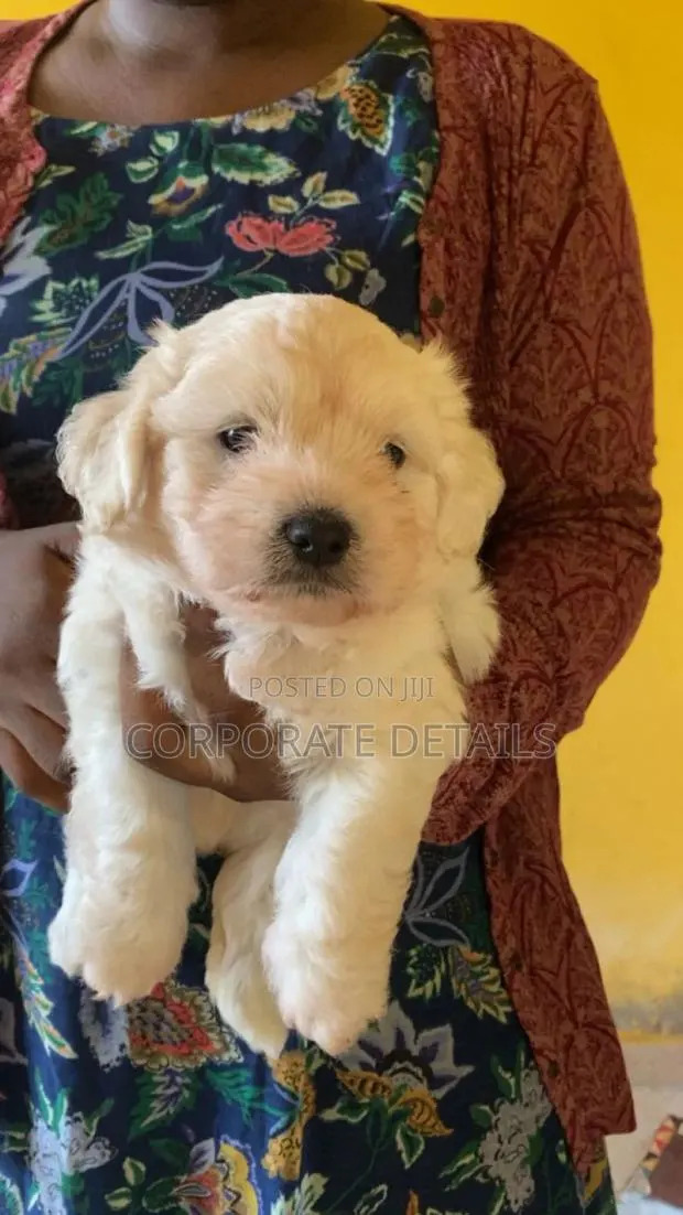 1-3 months Female Purebred Maltese · Photo 1