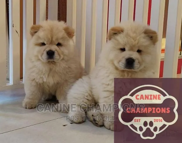 1-3 months Female Purebred Chow Chow · Photo 1