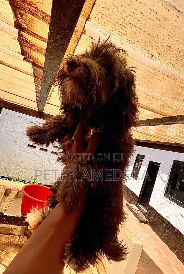 1-3 months Male Purebred Miniature Pinscher · Photo 1