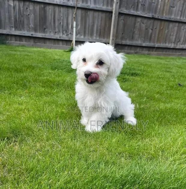 1-3 months Female Purebred Poodle · Photo 1
